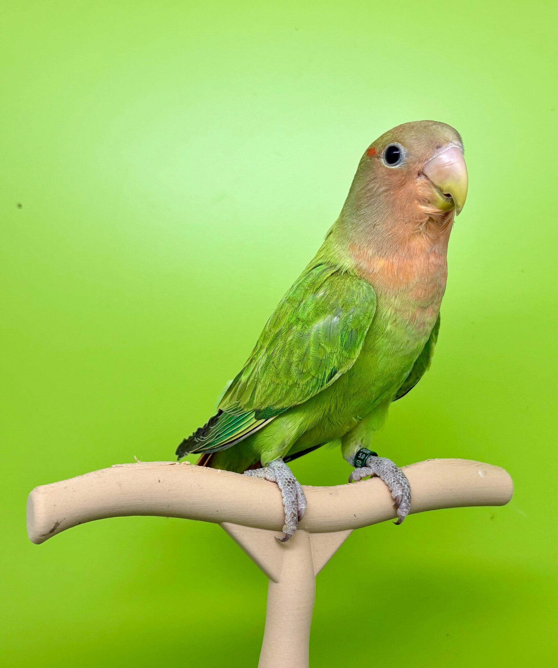 Inséparable ( Agapornis)