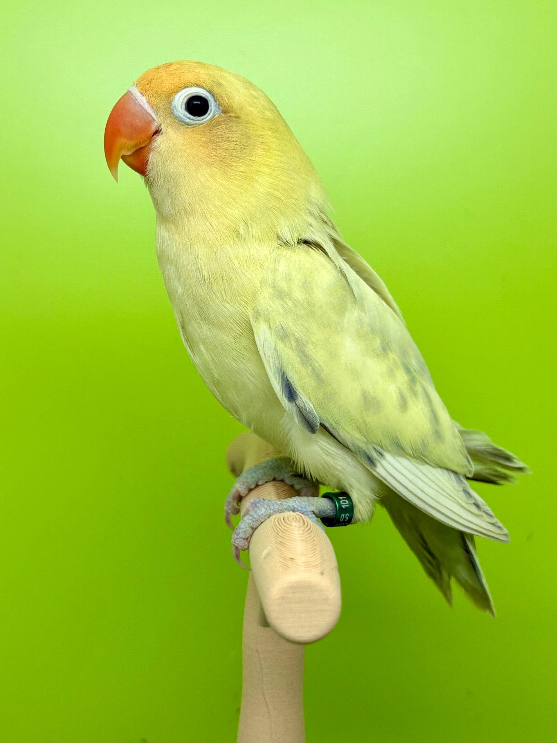 Inséparable ( Agapornis)