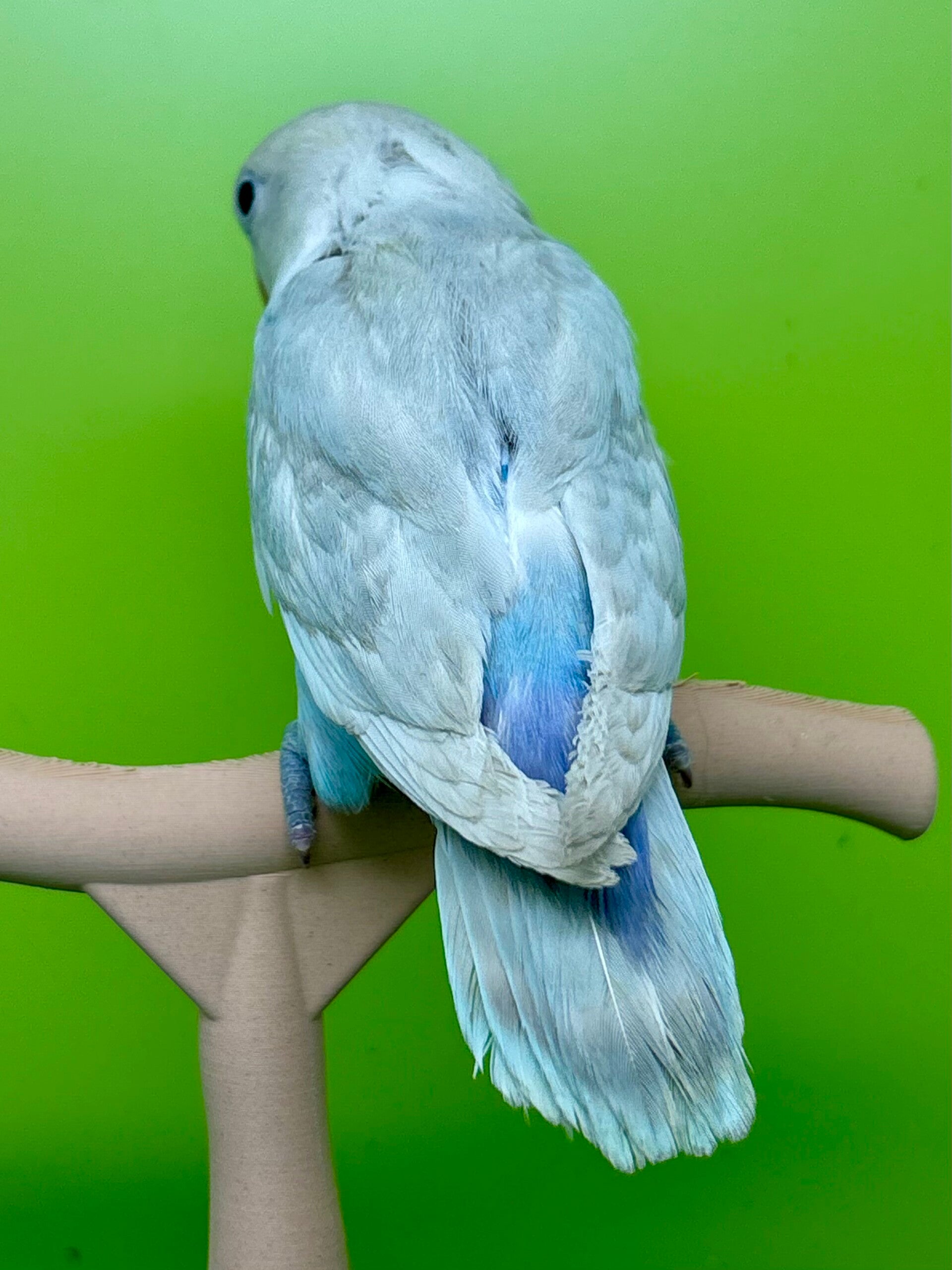 Inséparable ( Agapornis)