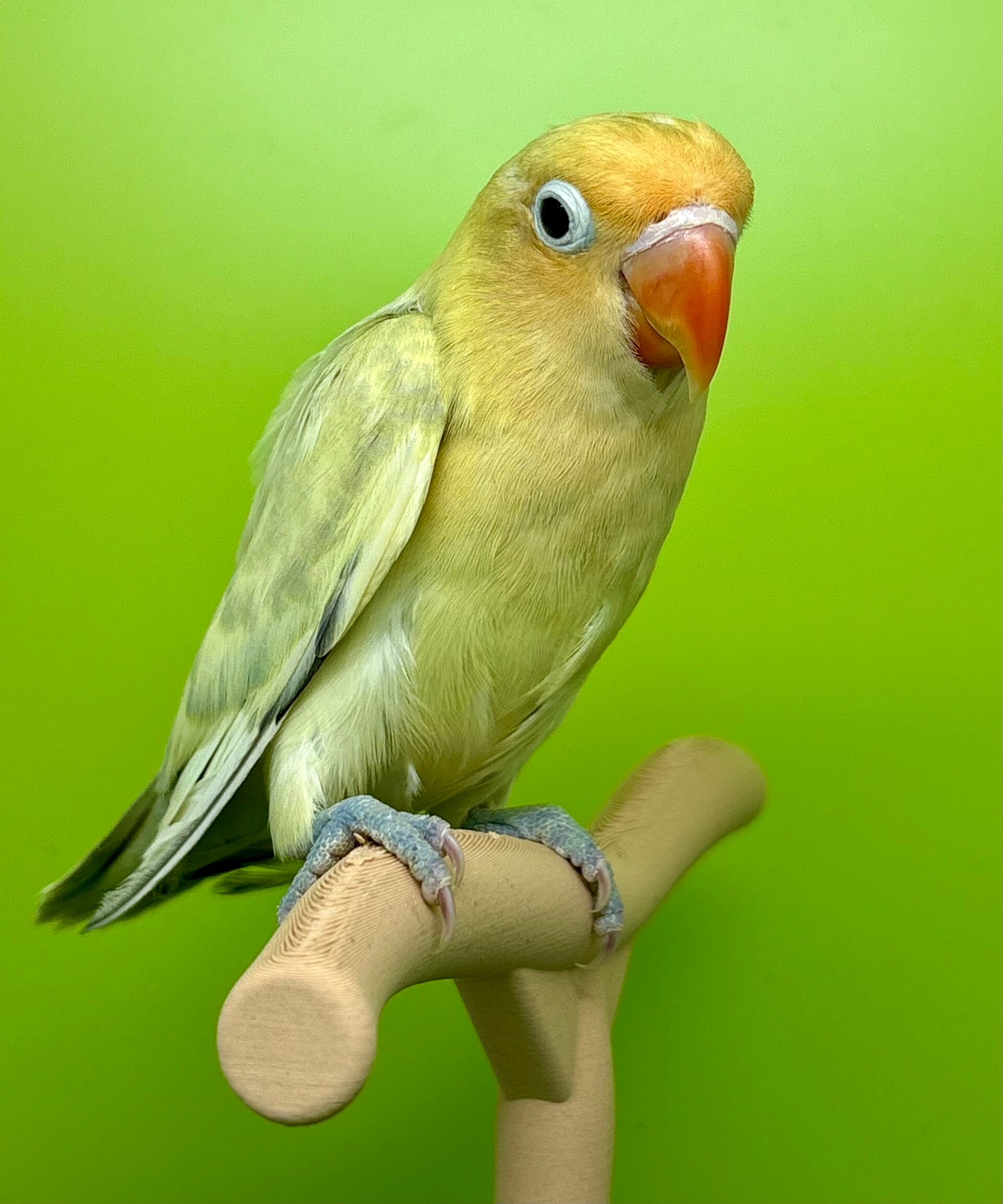 Inséparable ( Agapornis)