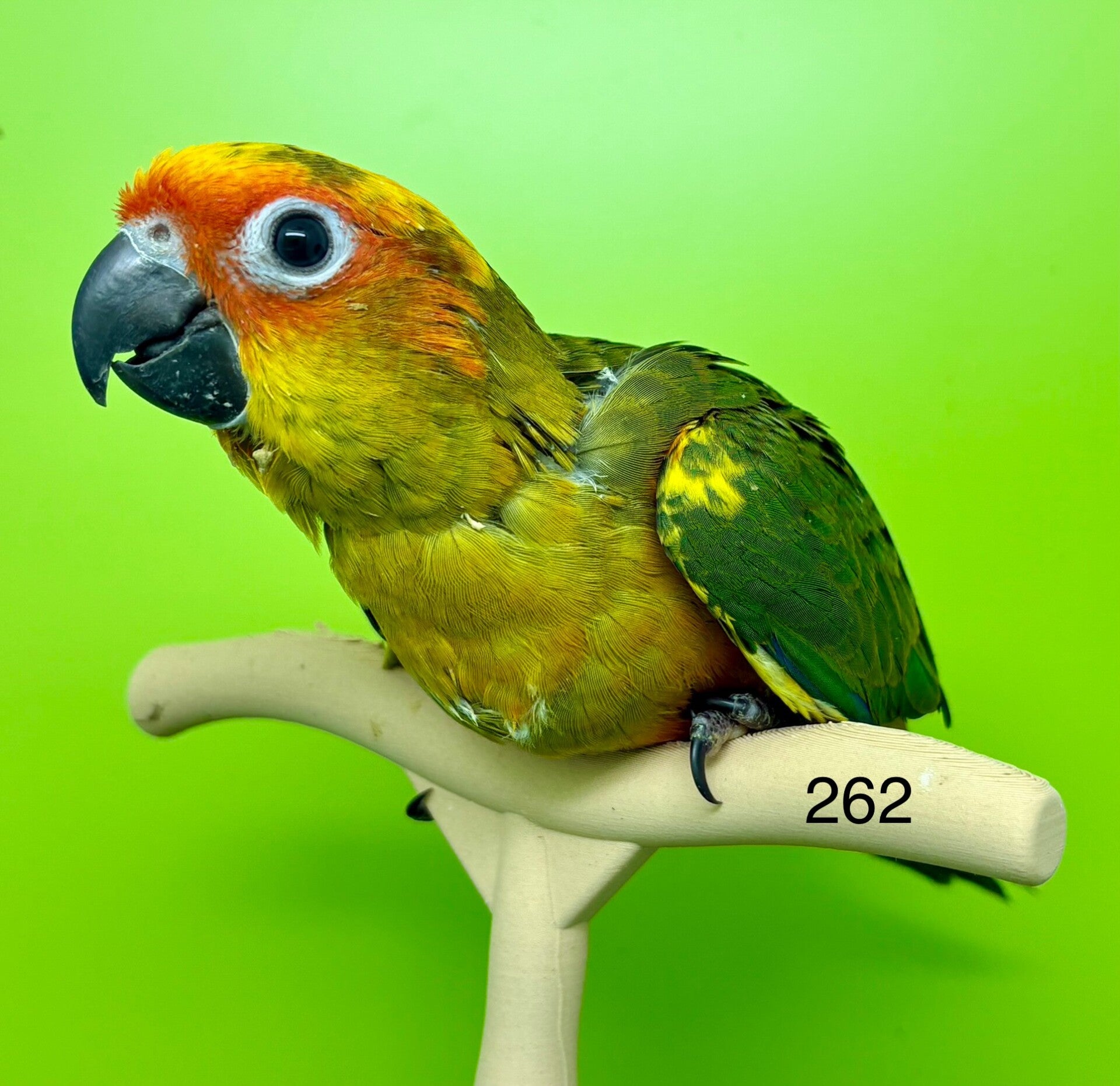Conure soleil EAM (262)