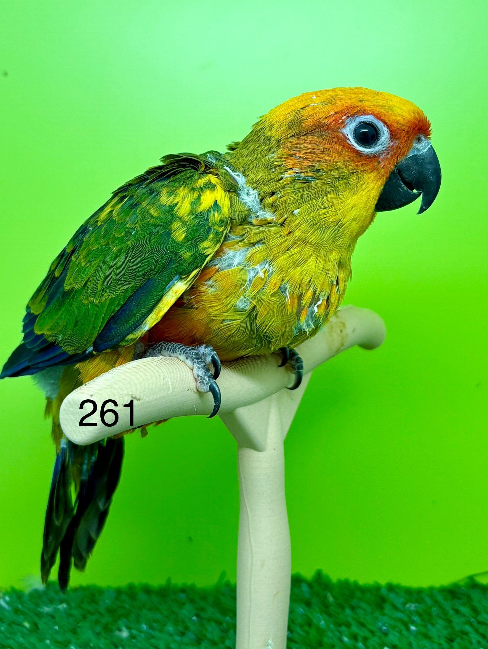 Conure soleil EAM (261)