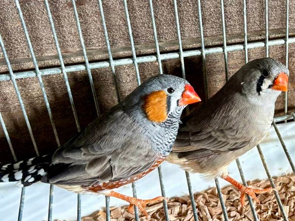 Couple de Mandarins