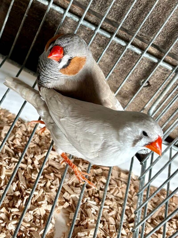 Couple de Mandarins