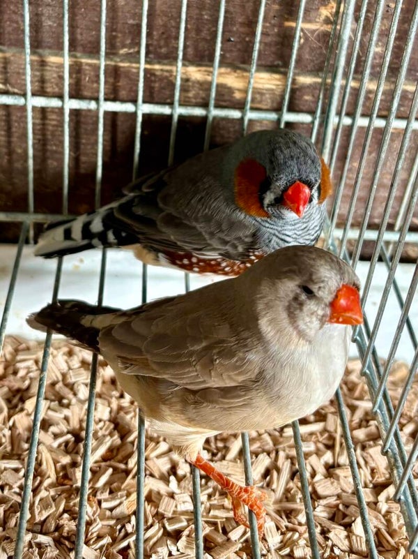 Couple de Mandarins