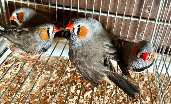 Mandarins Mâles