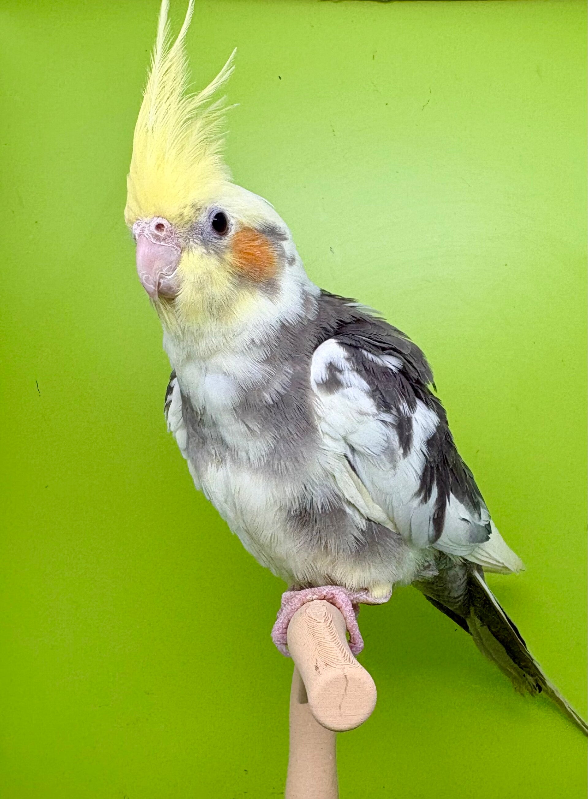 Calopsitte