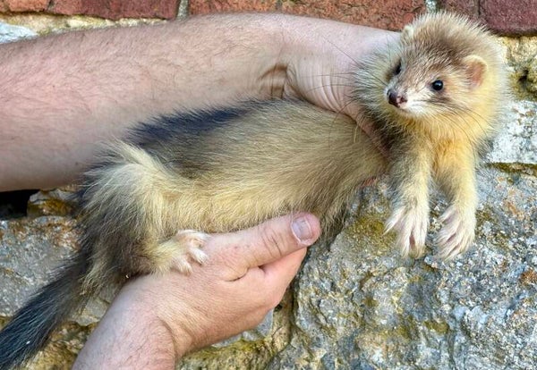 Furet ( fureton mâle ) 2026