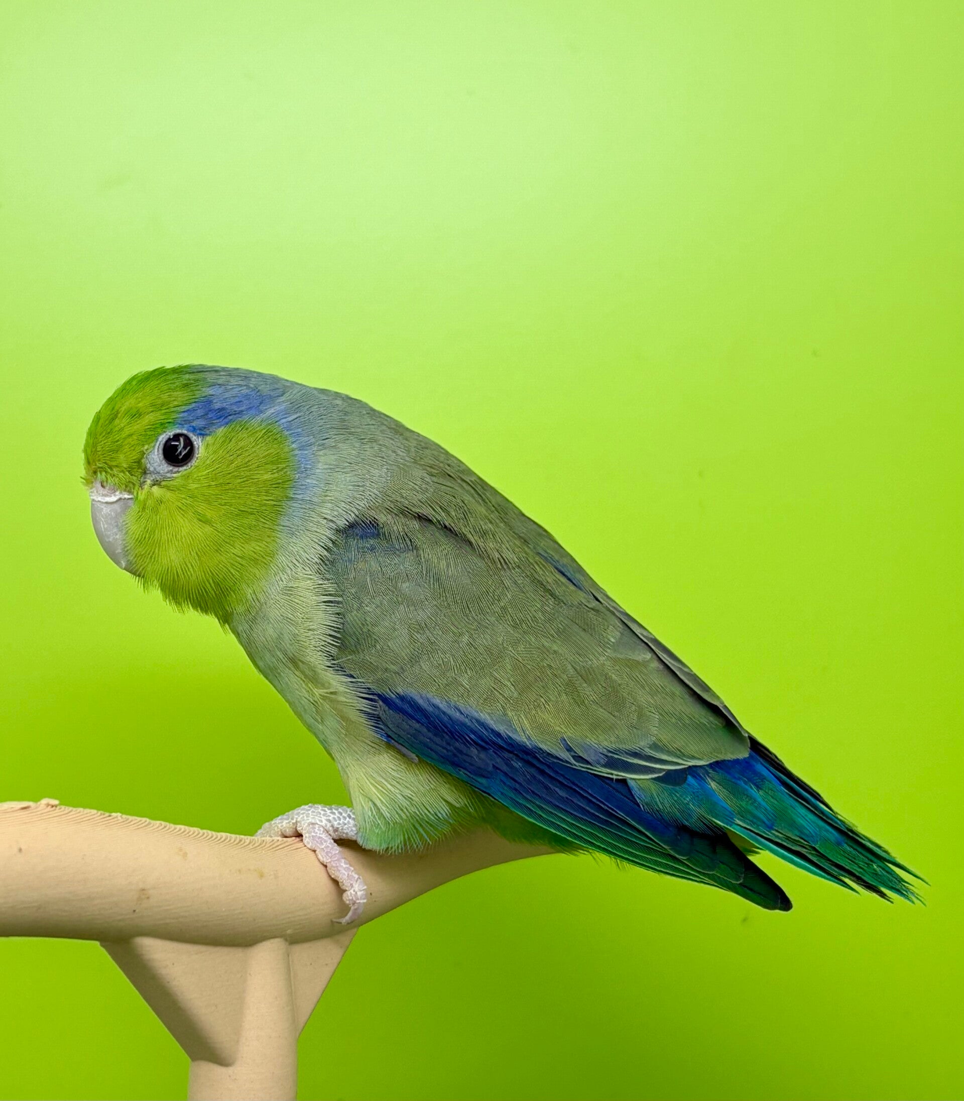 Toui céleste mâle  (Forpus coelestis)