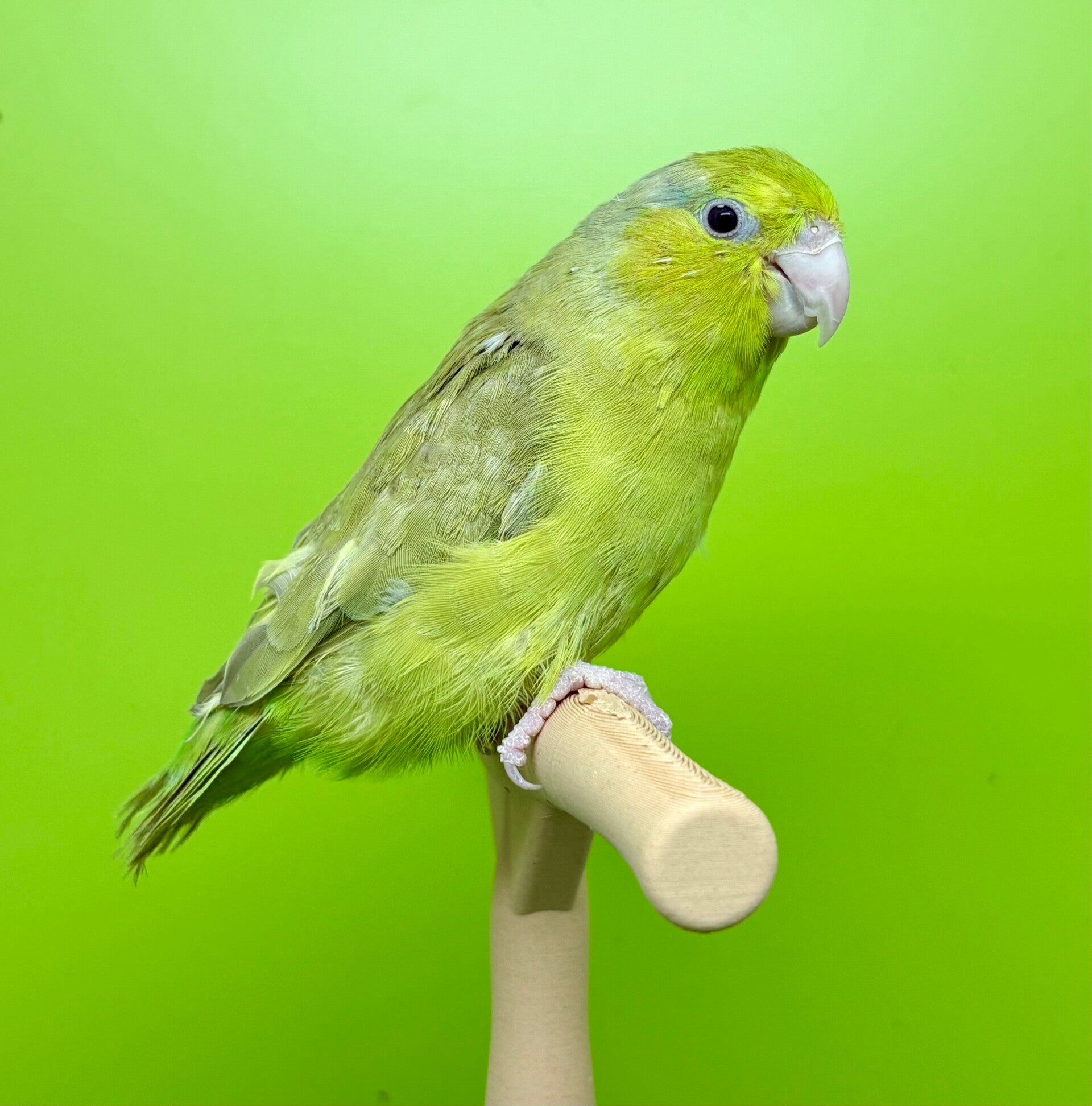 Toui céleste femelle  (Forpus coelestis)