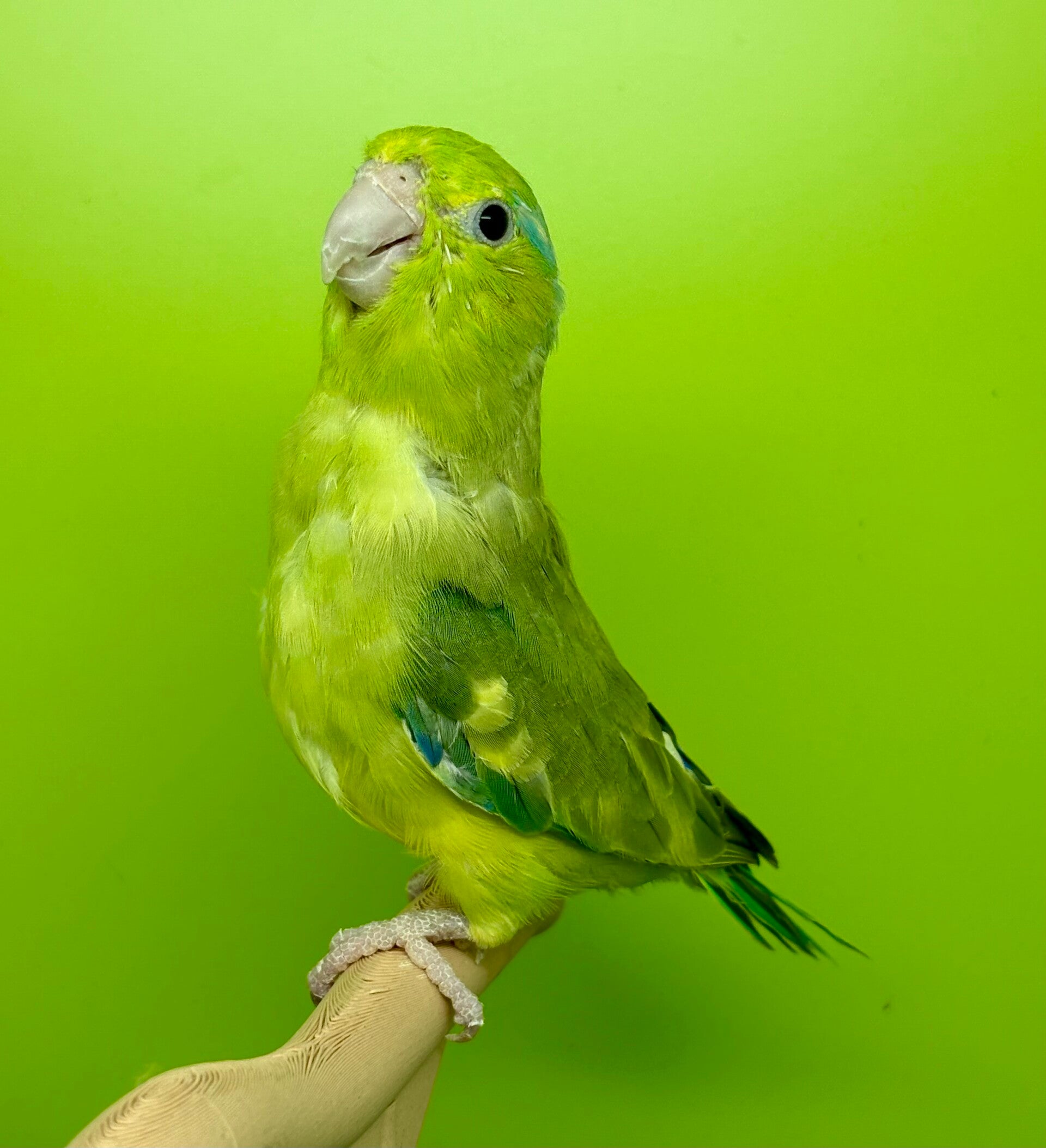 Toui céleste femelle (Forpus coelestis)