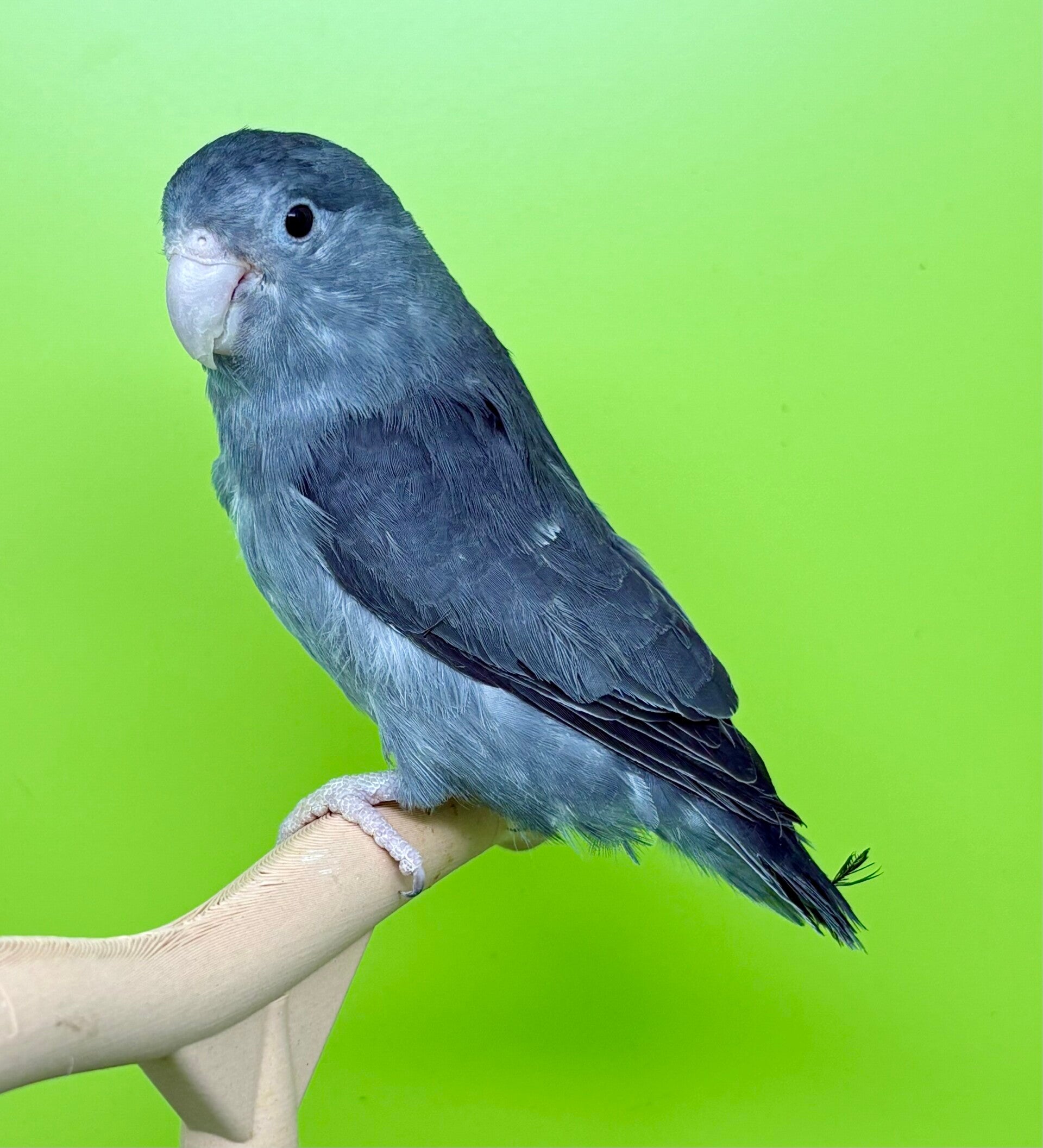 Toui céleste femelle (Forpus coelestis)