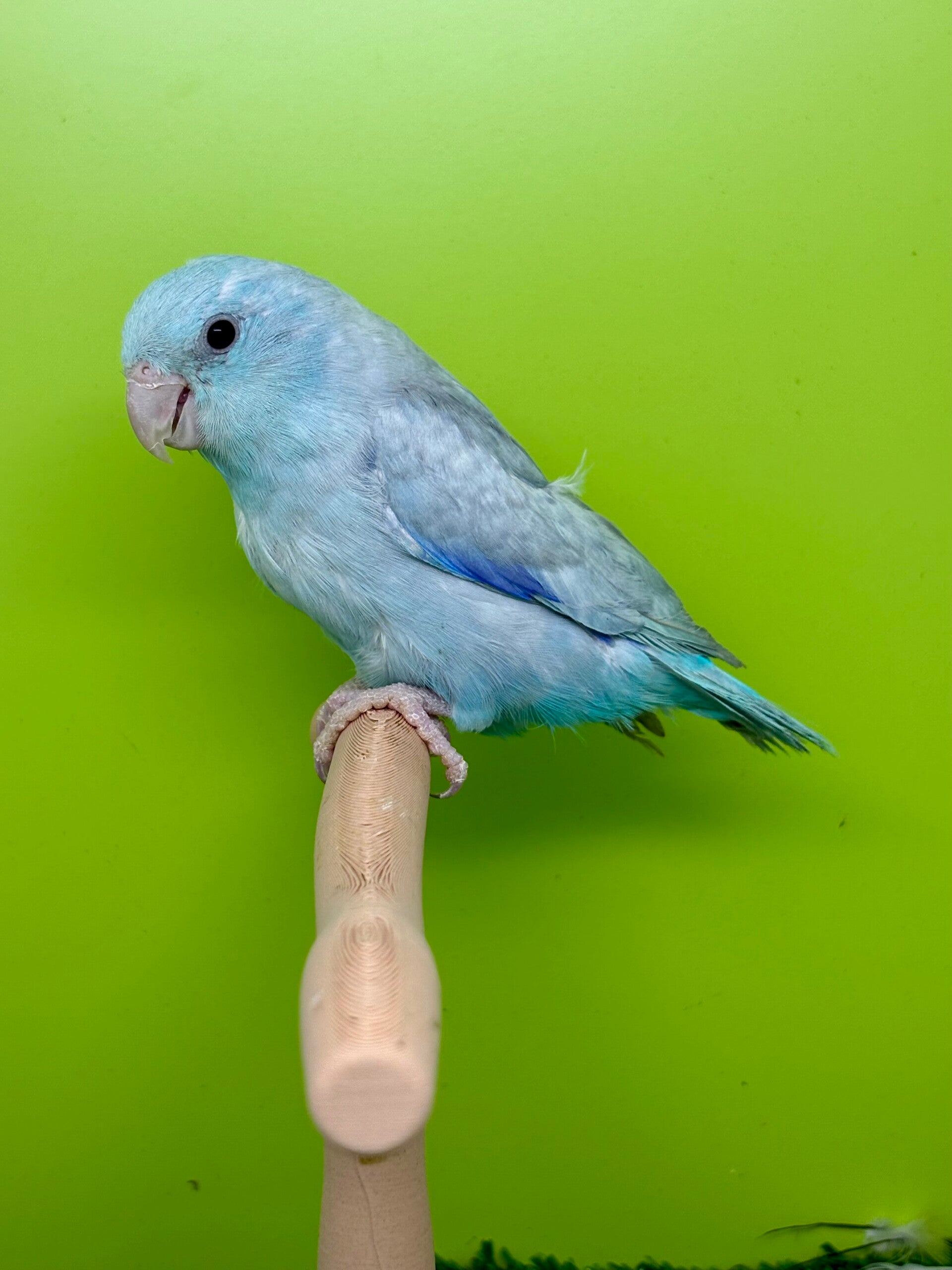 Toui céleste femelle (Forpus coelestis)