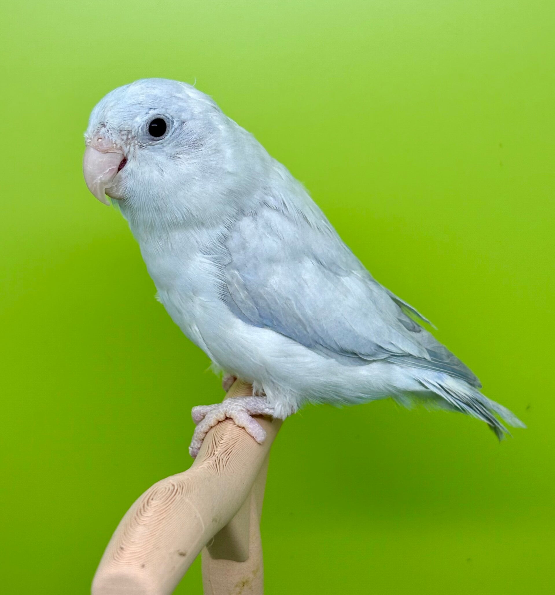 Toui céleste femelle (Forpus coelestis)