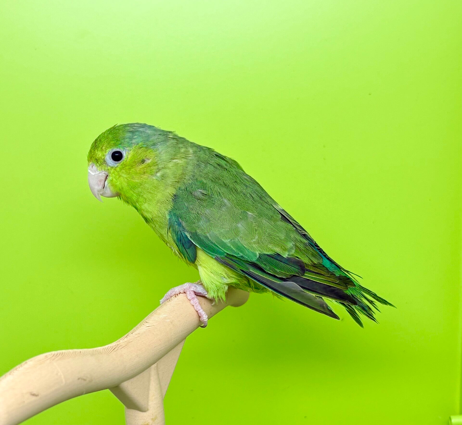 Toui céleste femelle (Forpus coelestis)