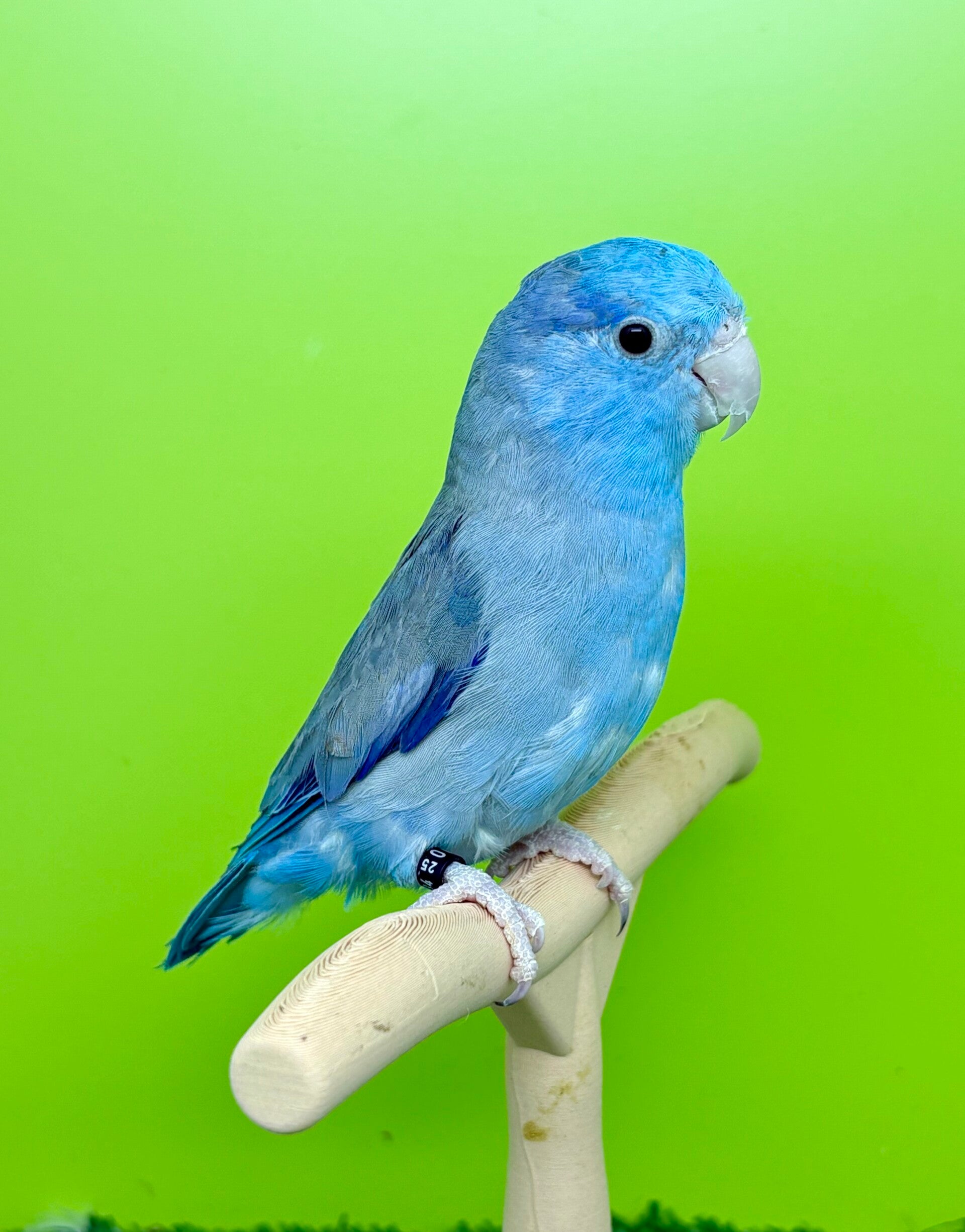 Toui céleste mâle  (Forpus coelestis)