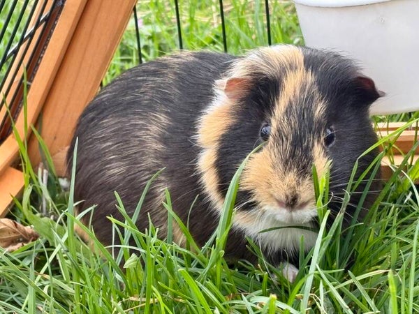 Cochon d'inde mâle