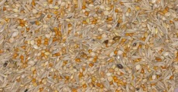 Blattner Astrild Spécial 15kg (Astrilden-Spezial)