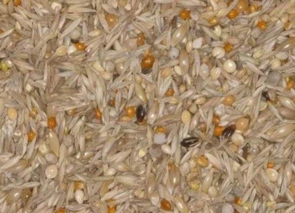 Blattner Diamant (Erythrura) Spécial 1kg