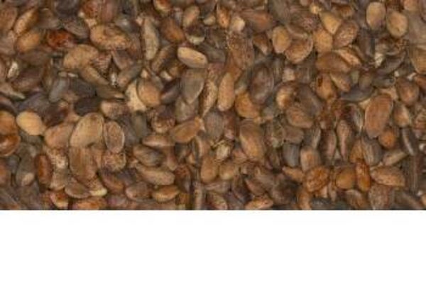 Graines de pin grand 1kg - Blattner