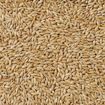 86 Alpistes Extra VRAC 1kg - Deli Nature