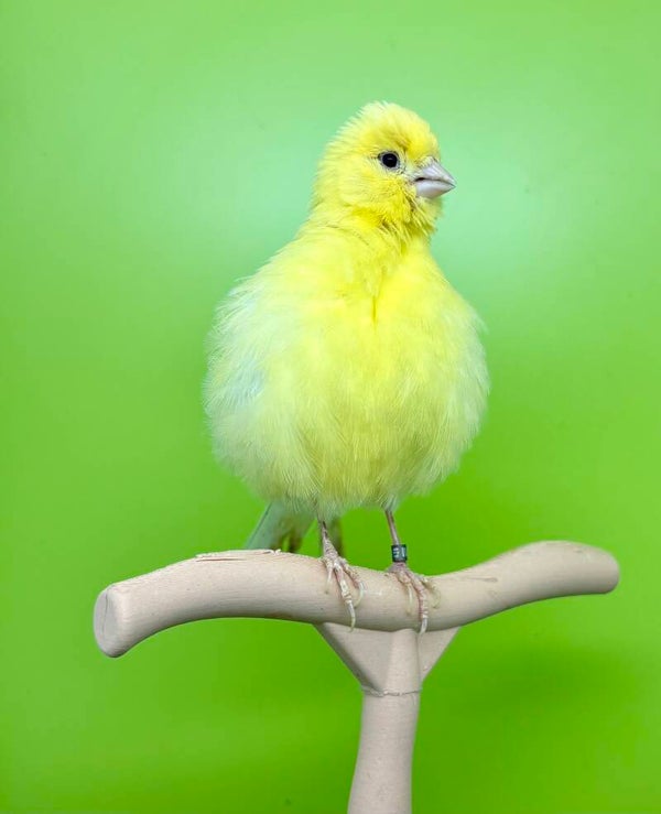 Canaris Femelle** ( 22 428 016)