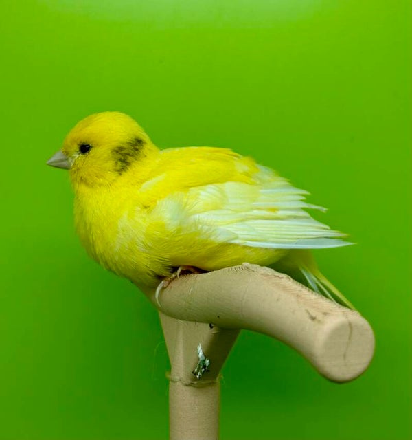 Canaris Femelle** ( Ar)