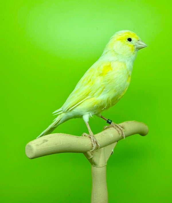 Canaris Femelle** (26 131 019)