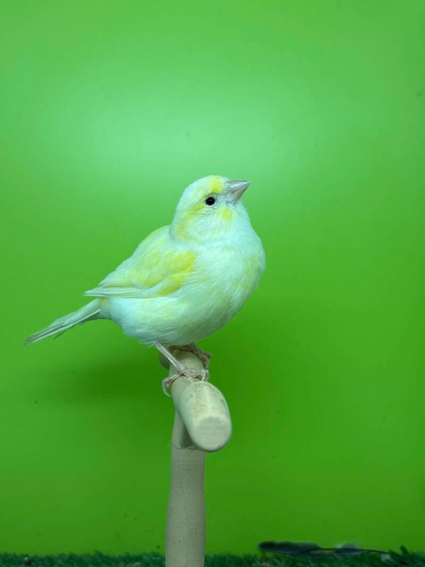 Canaris Femelle** ( 26 131  036)