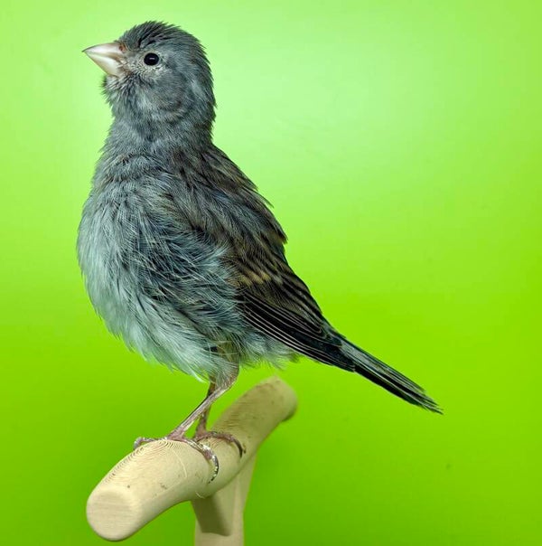 Canaris Femelle**
