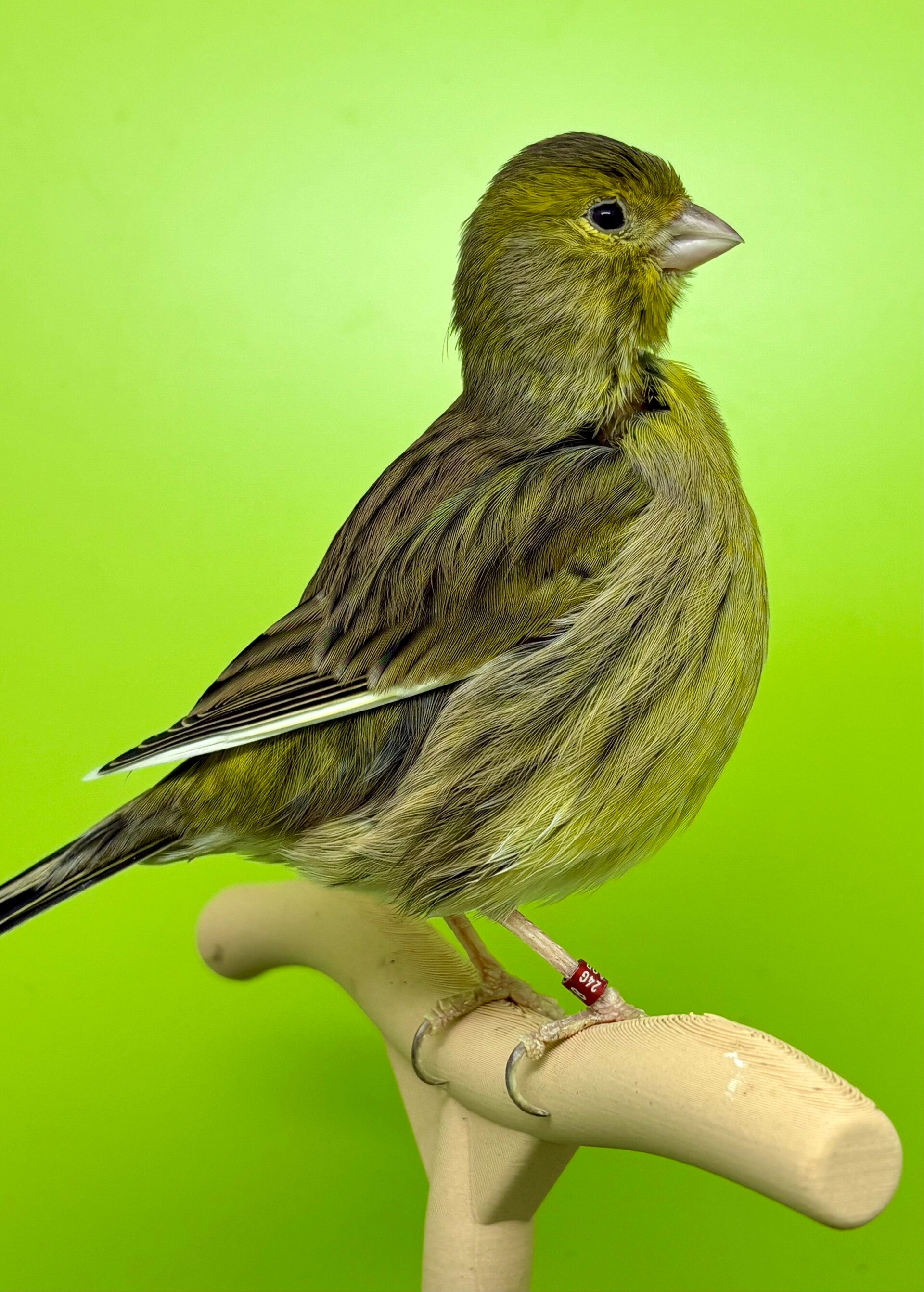 Canaris femelle**