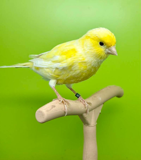 Canaris mâle ** ( 26 131 025)