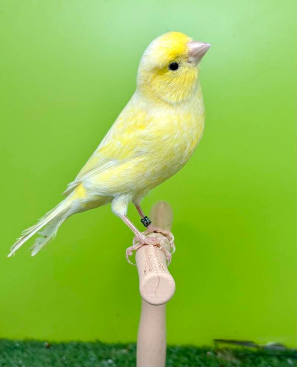 Canaris mâle ** (26 131 007)