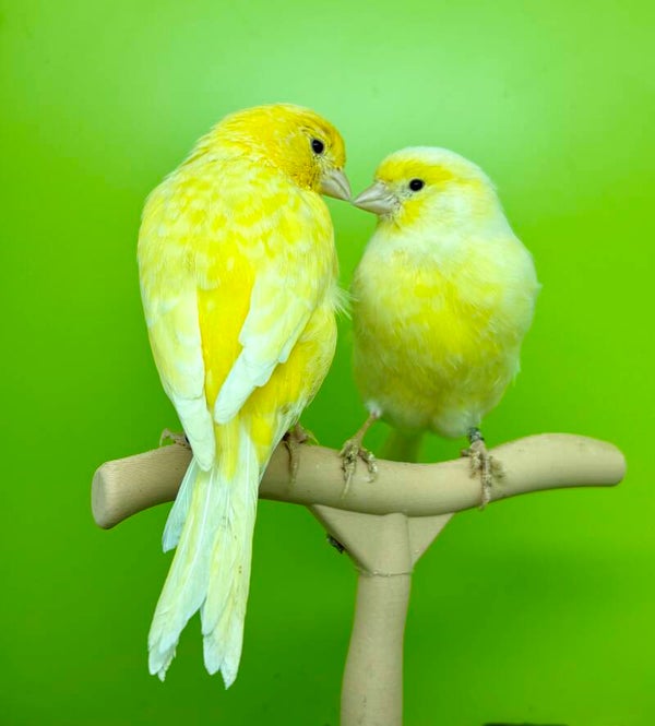 Canaris couple ( 26 131 059 /034)