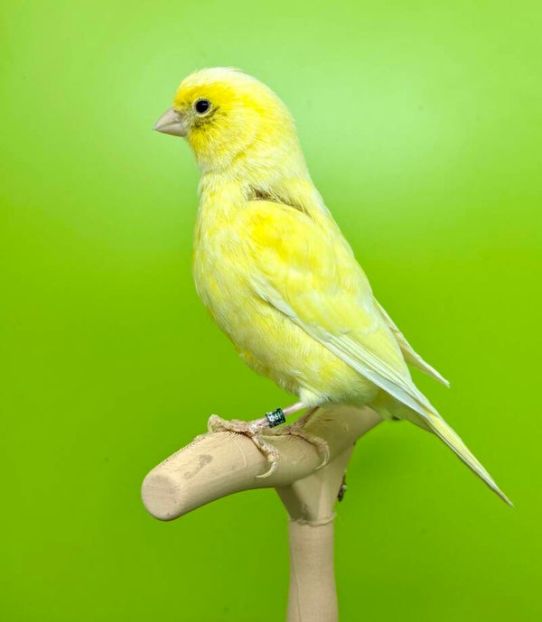 Canaris mâle ** (26 131 020)