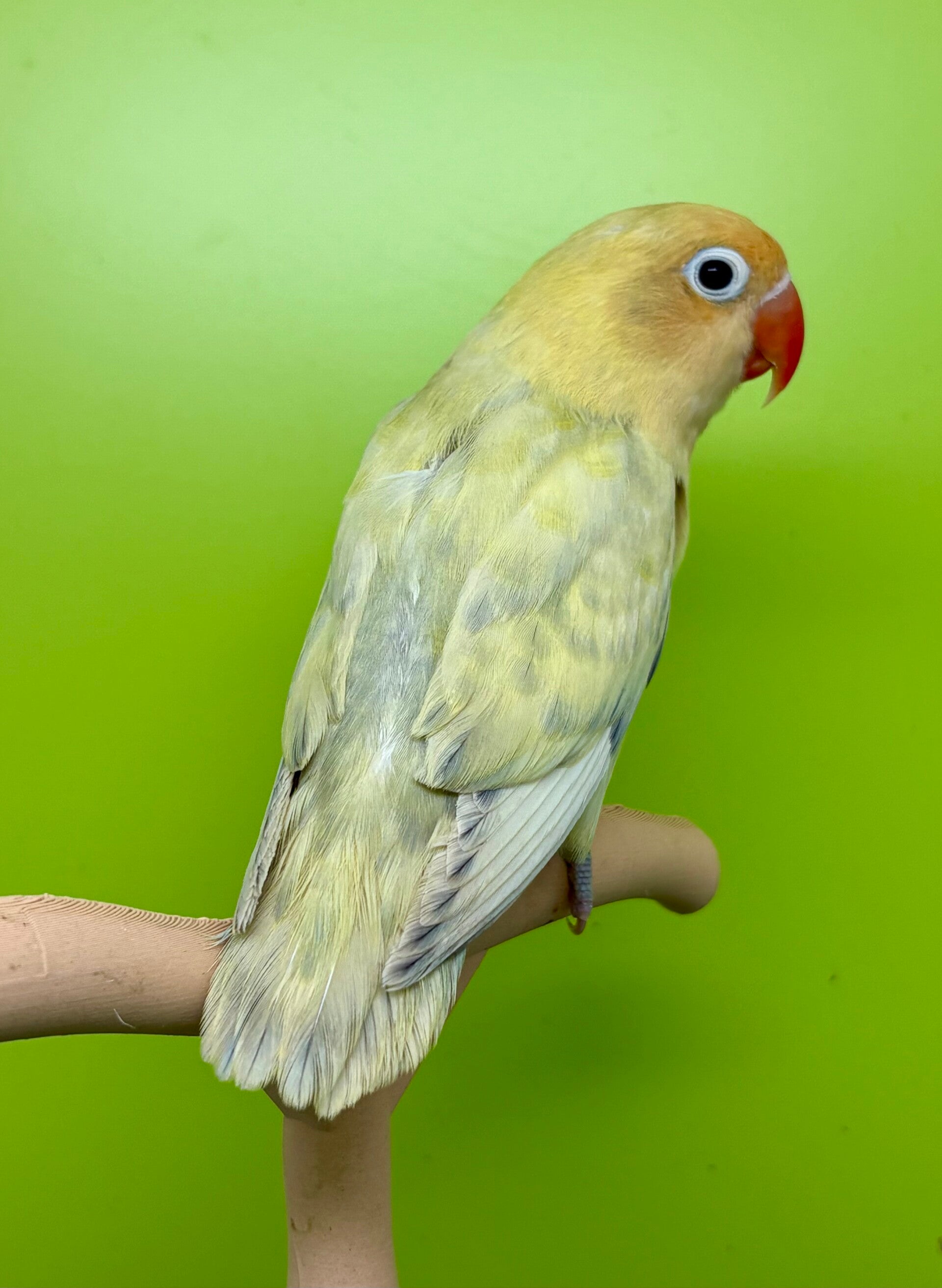 Inséparable ( Agapornis)