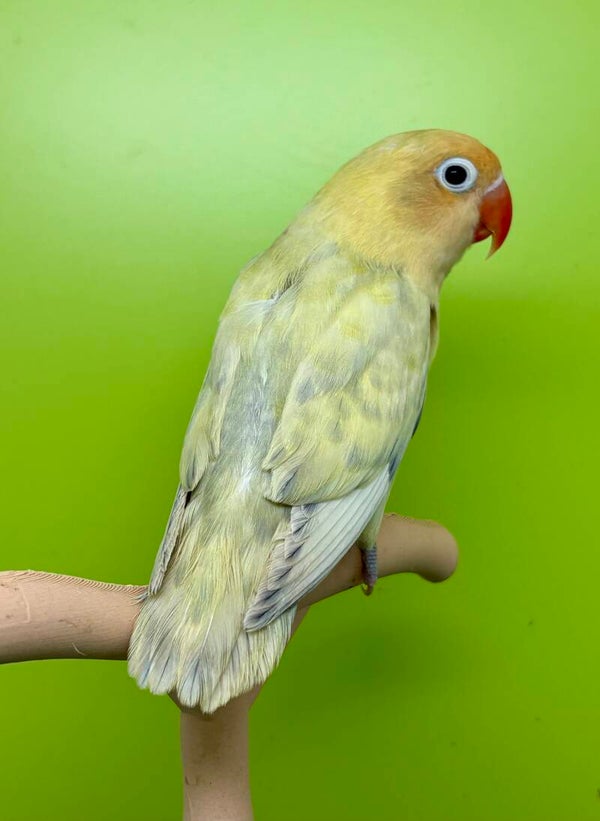 Inséparable ( Agapornis)