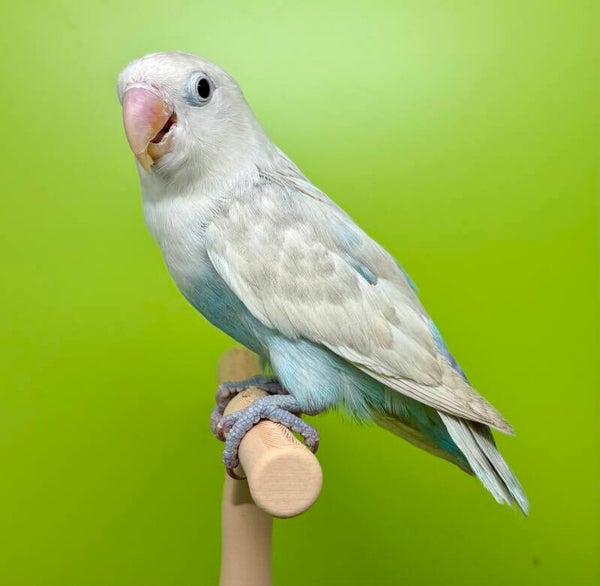 Inséparable ( Agapornis)
