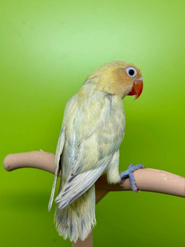 Inséparable ( Agapornis)