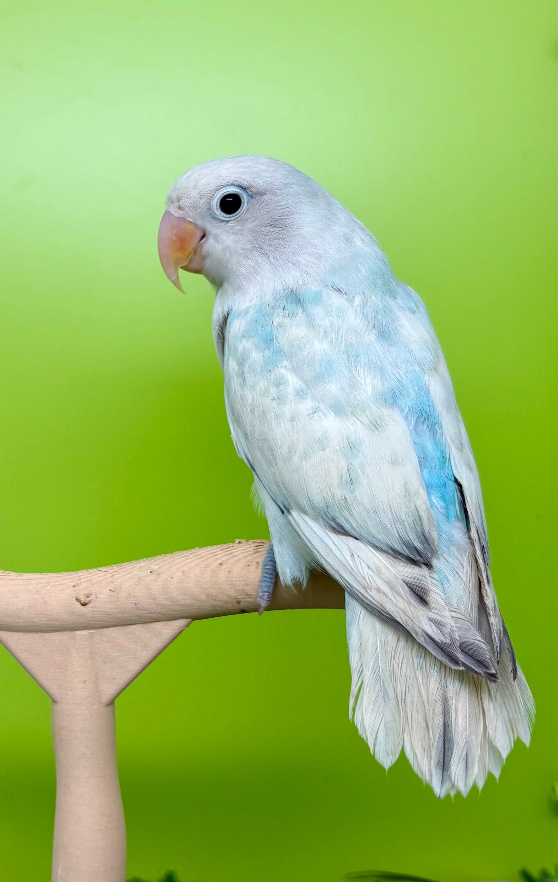 Inséparable ( Agapornis)