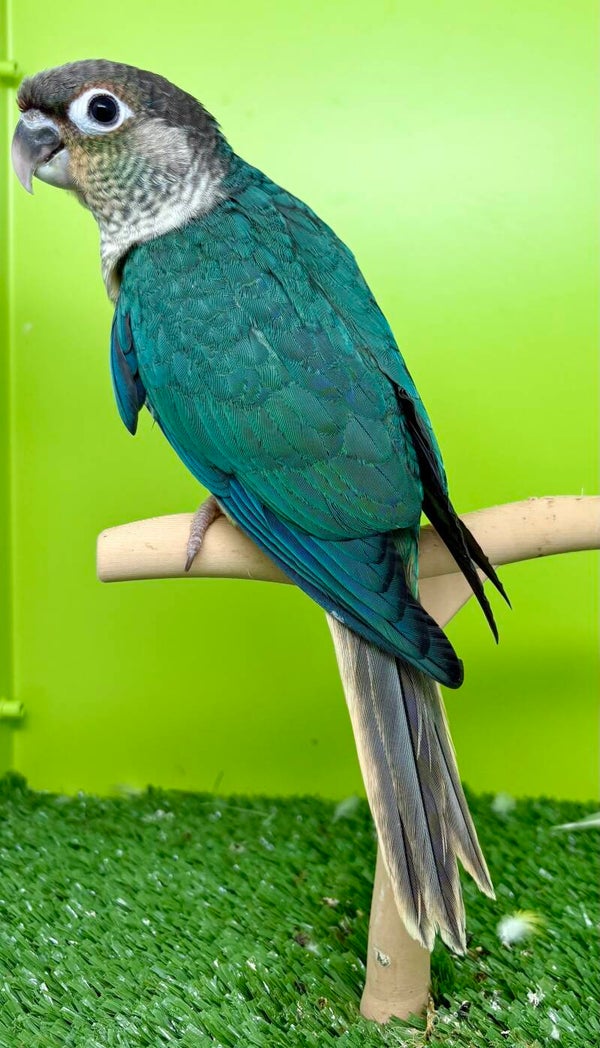 Conure de molinae mâle  (Pyrrhura molinae)
