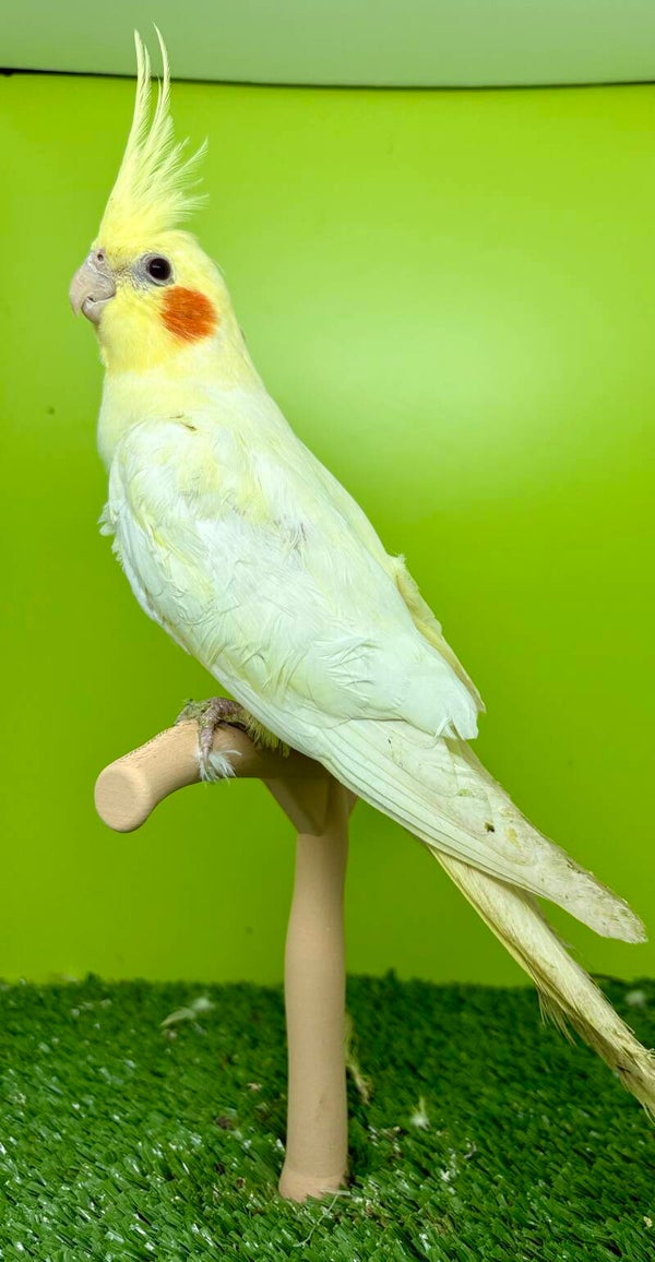 Calopsitte Mâle ( testé ADN)