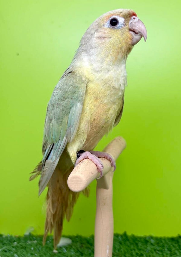Conure de molinae femelle (Pyrrhura molinae)