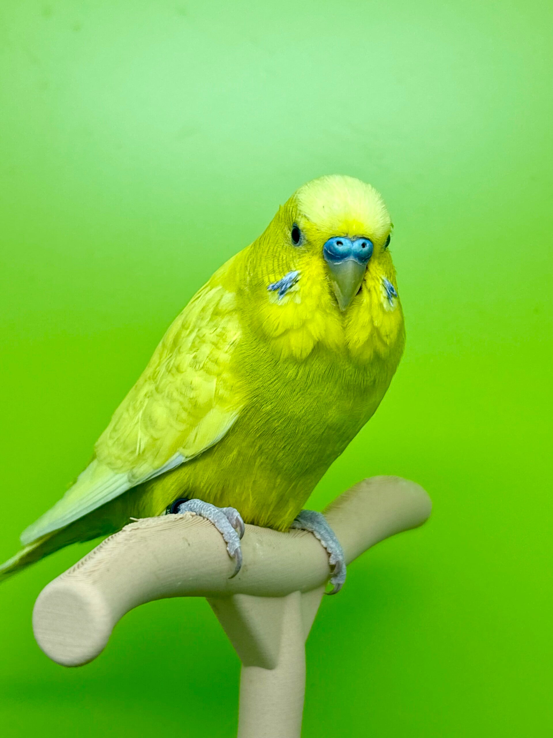 Perruche ondulée (023) mâle **