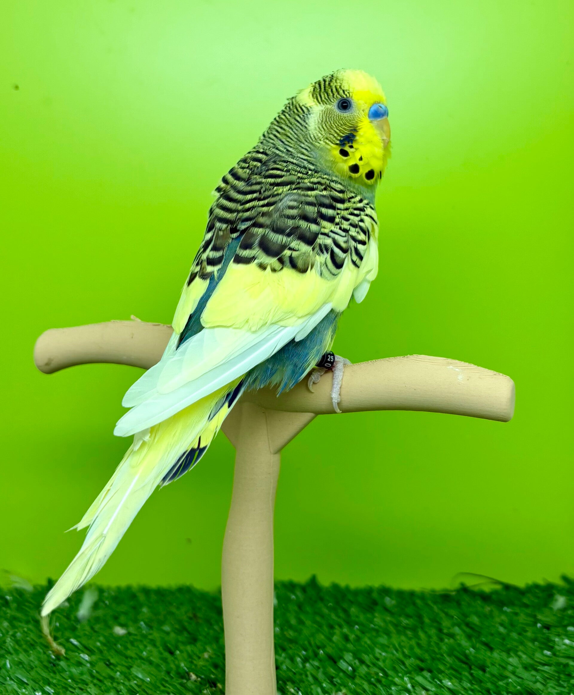 Perruche ondulée ( 002) mâle **