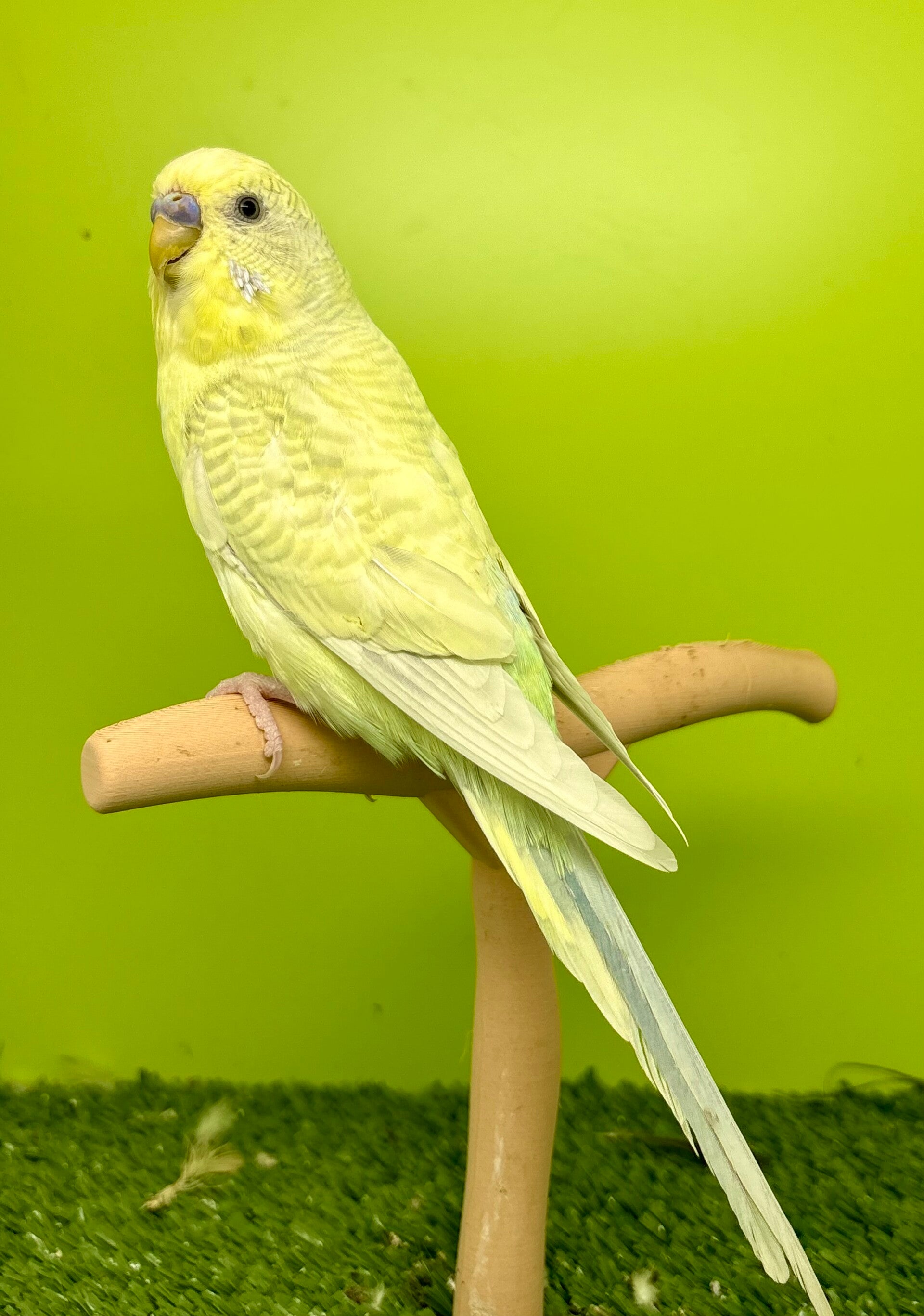 Perruche ondulée mâle ** ( 005)