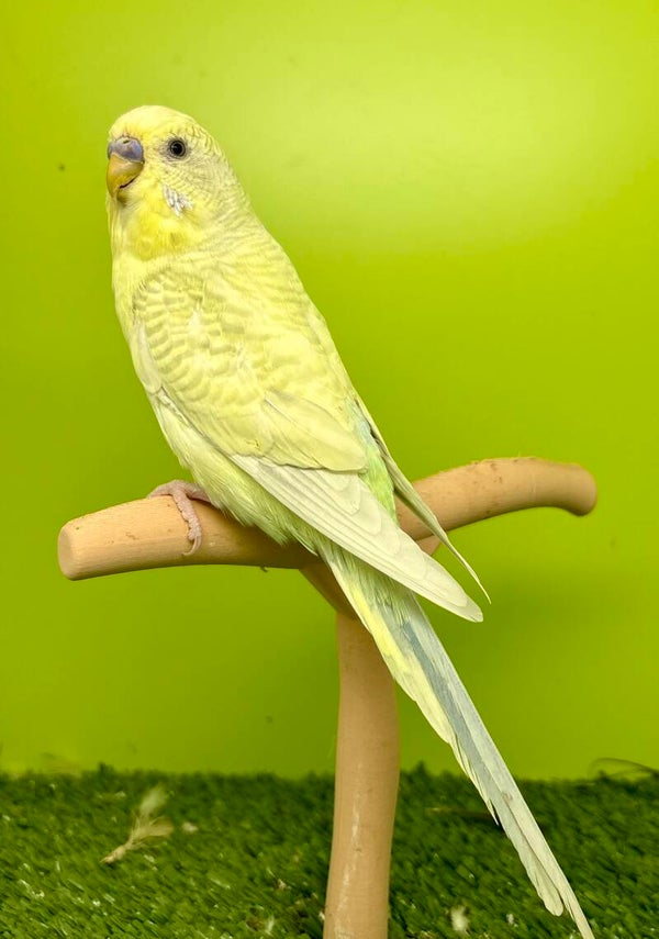 Perruche ondulée mâle ** ( 005)