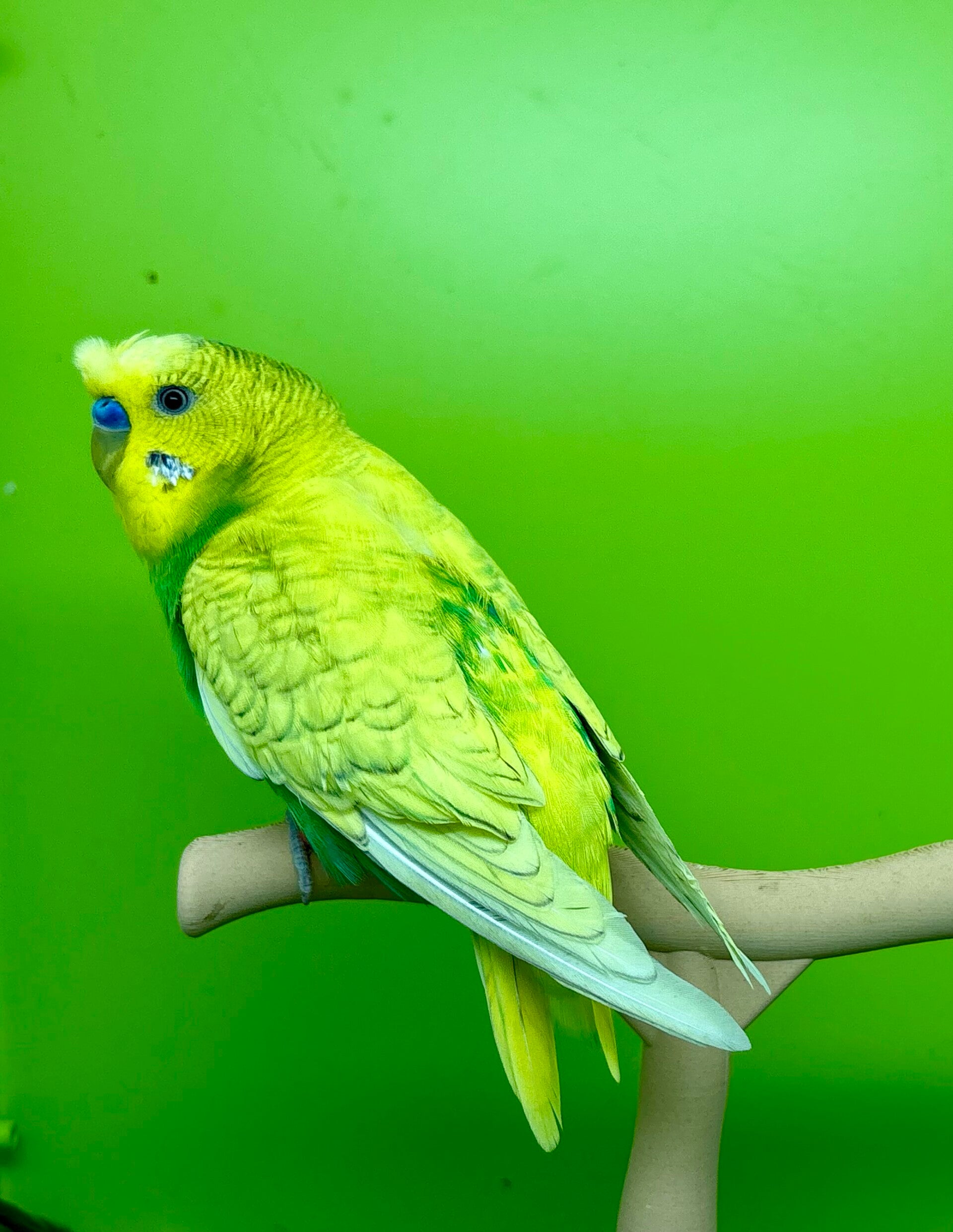 Perruche ondulée mâle **(004)