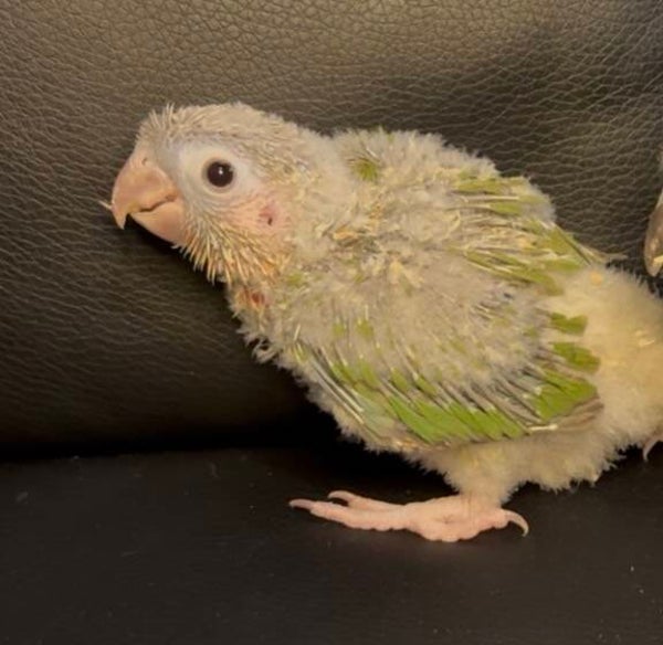 Conure de molinae ( Pyrrhura) B6