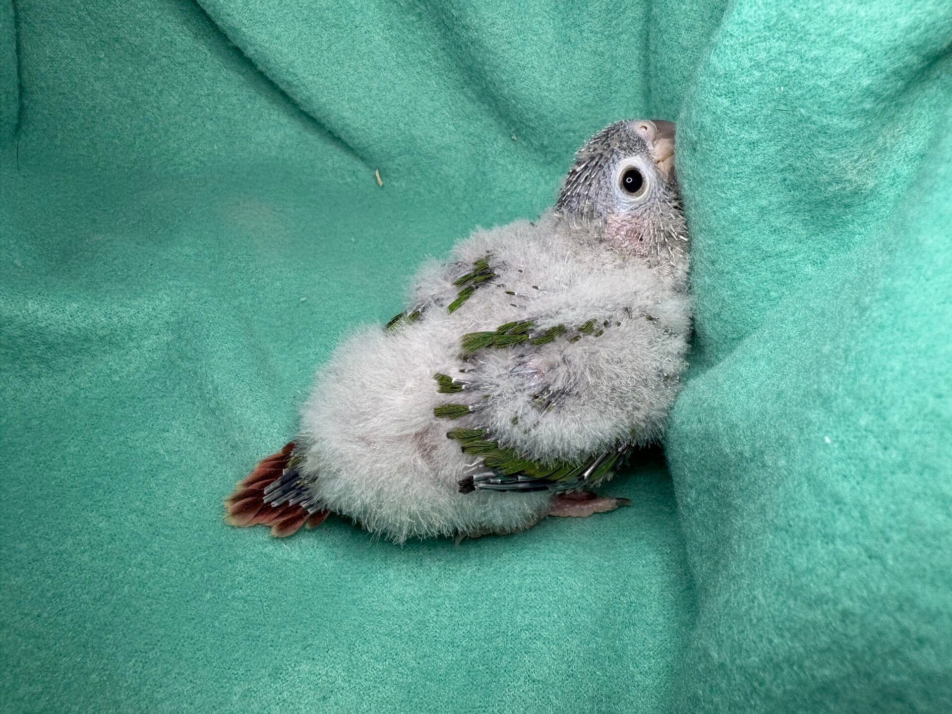 Conure de molinae ( Pyrrhura) 049
